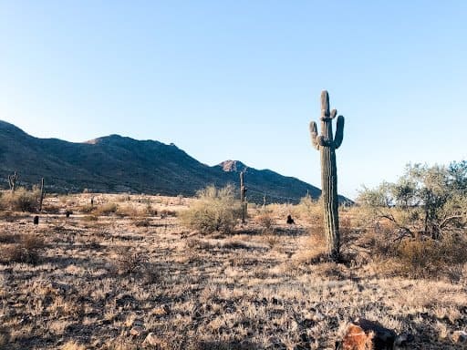 7 Thing to do in Phoenix
