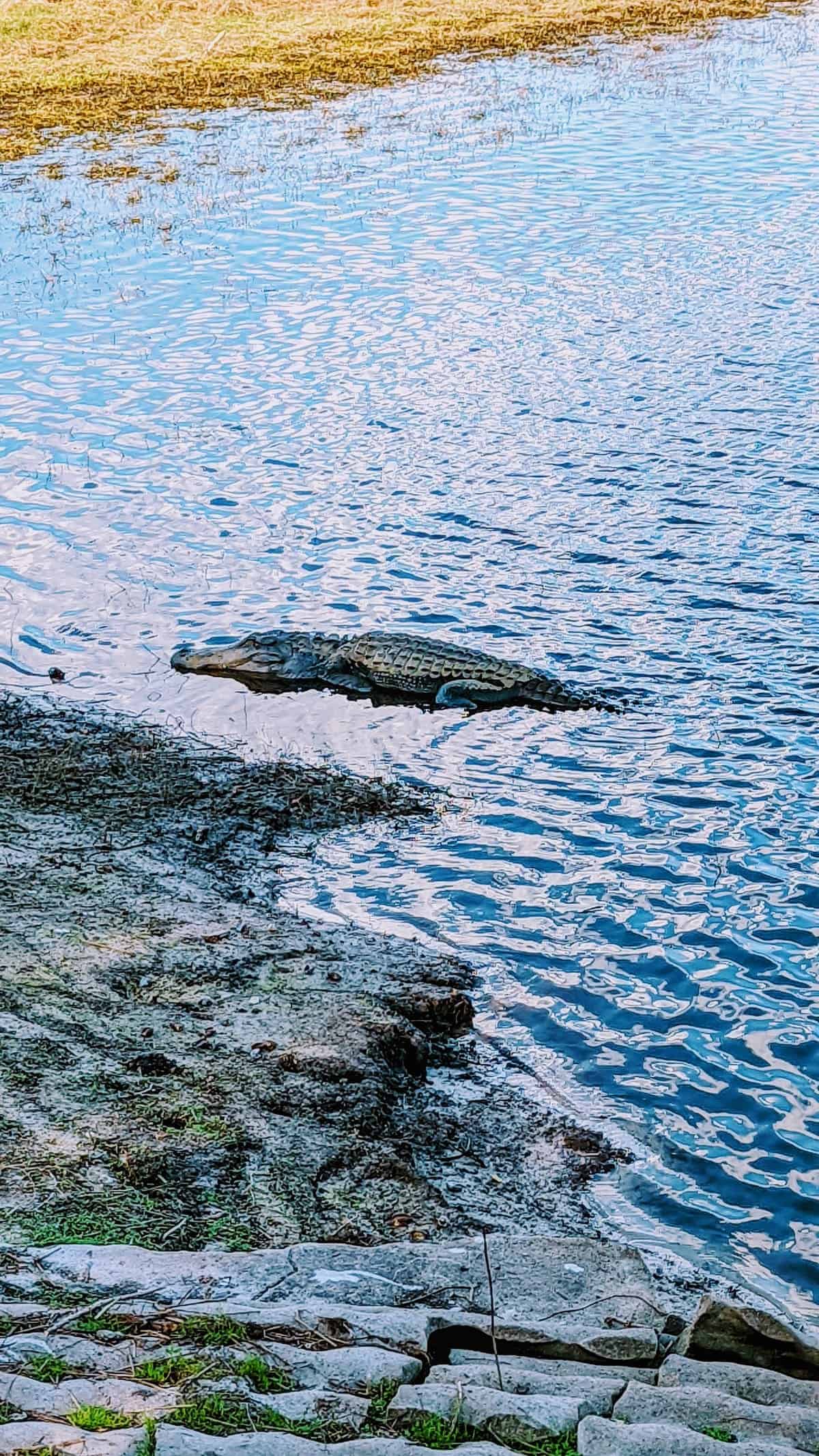 alligator at Myakka State Park
