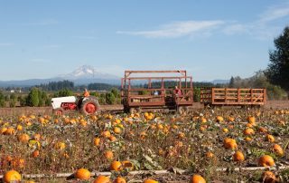 Bushue's Pumpkin Patch Boring Oregon