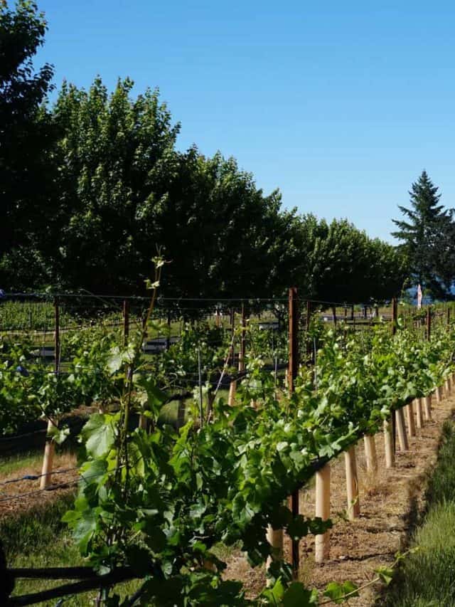 8 Kid Friendly Wineries in Hood River Story