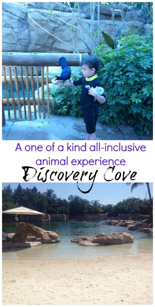 Discovery Cove in Orlando is one of the coolest all-inclusive experiences with animal encounters. 