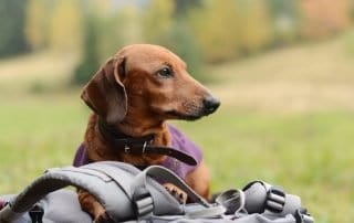 Dachsund sitting on backpack while hiking