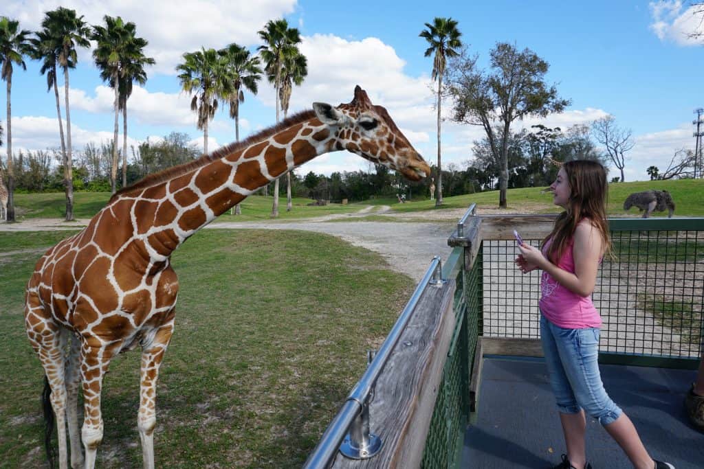 Feeding giraffes at Busch Gardens