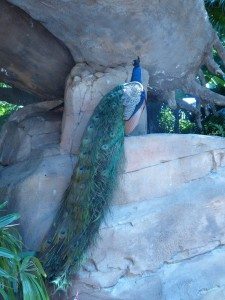 Peacock at Discovery Cove