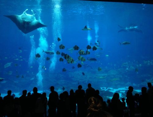 Georgia Aquarium – Atlanta, Georgia