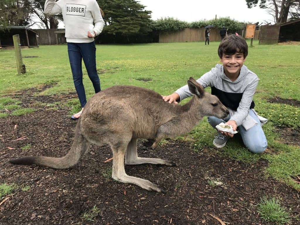 feeding kangaroos at the Great Ocean Road Wildlife Park