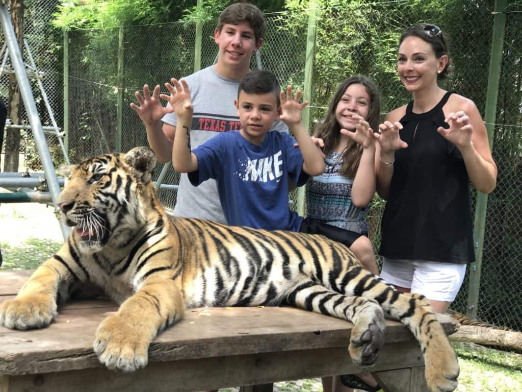 Interact with real tigers at Tiger kingdom Thailand