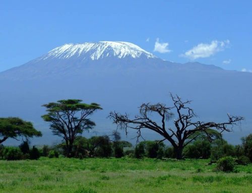 Unveiling the Magic of Kilimanjaro: Lemosho Route in 8 Days