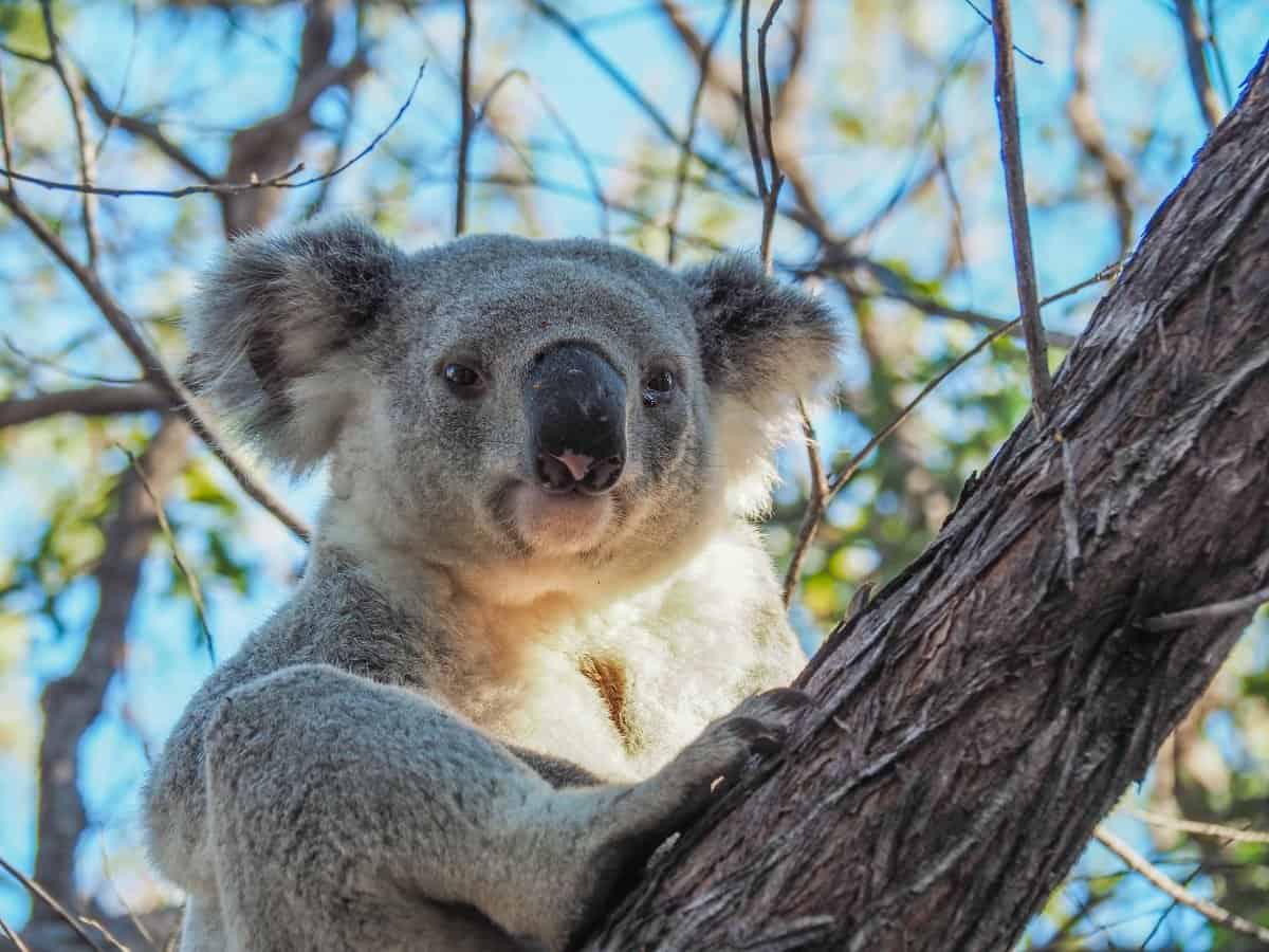 Meet the animals at Lone Pine Koala Sanctuary