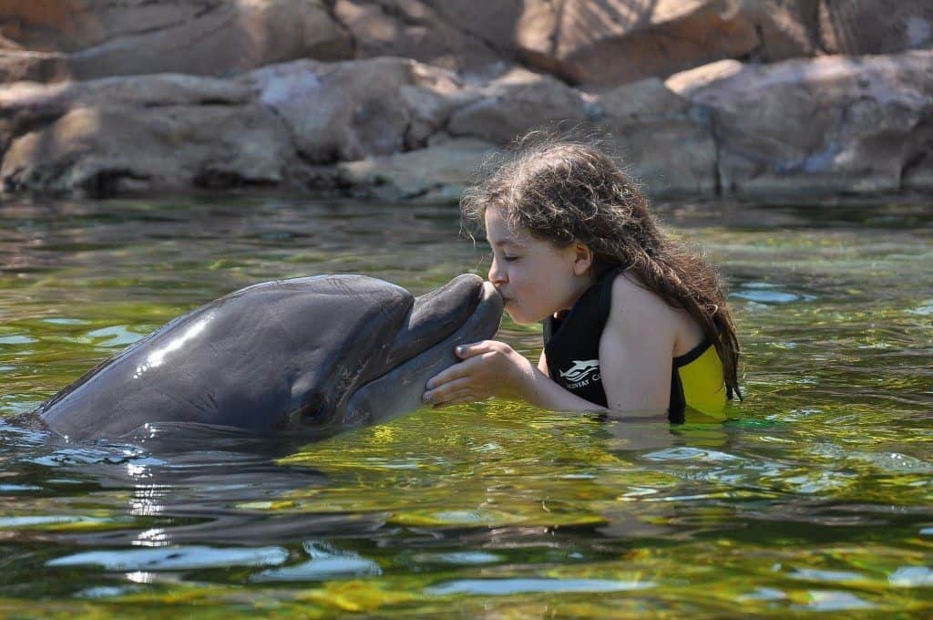 Kissing dolphins at Discovery Cove