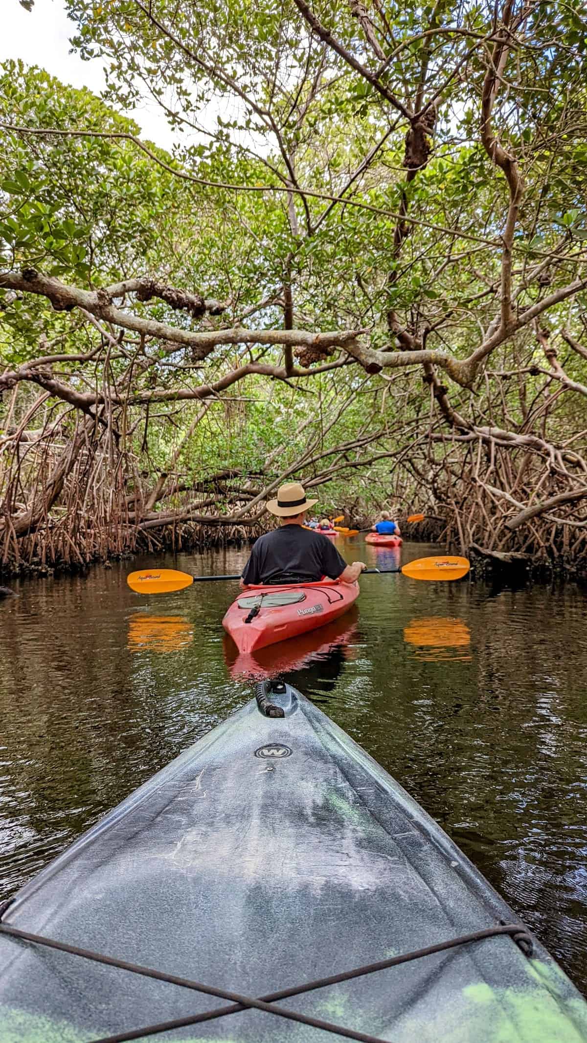 mangrove kayaking
