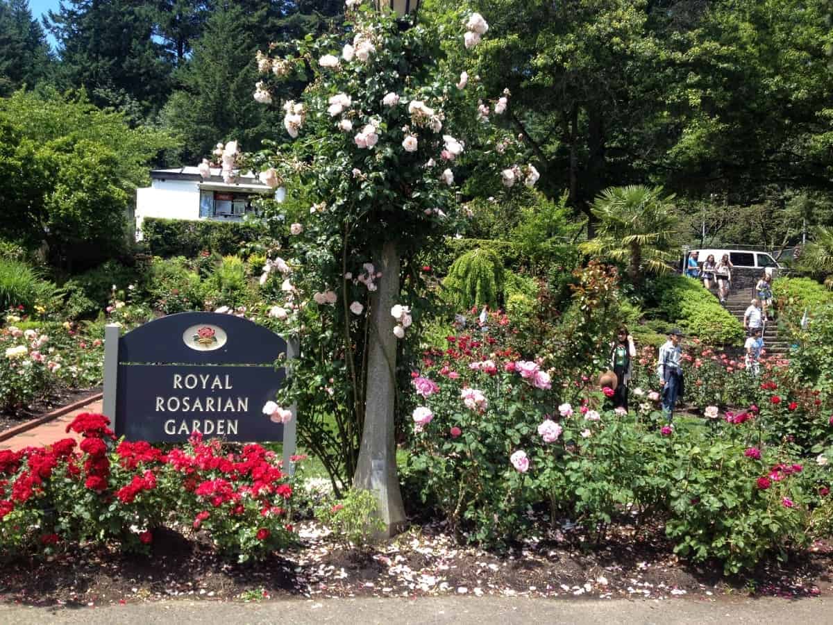 Portland Oregon Rose Garden