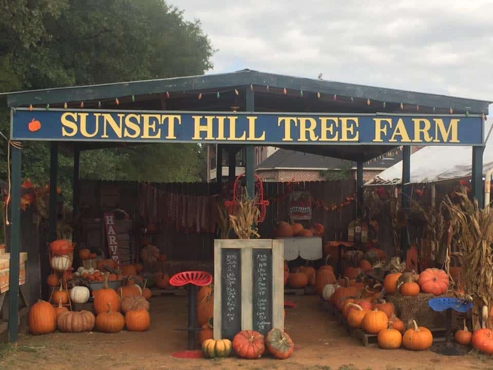 Sunset Hill Tree Farm Pumpkin Patch