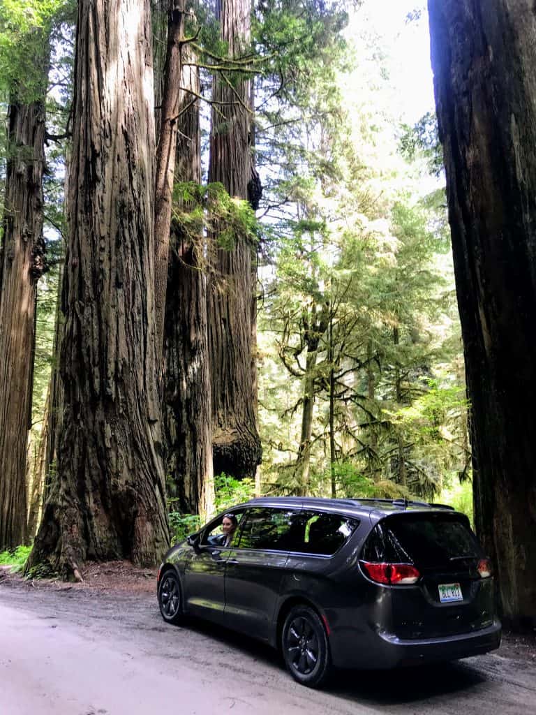 Take a Pacifica mini van down Howland hill road in the Redwood National Forest