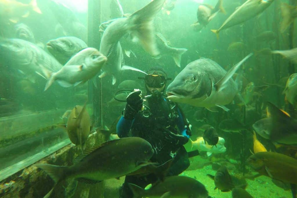 two-ocean-aquarium