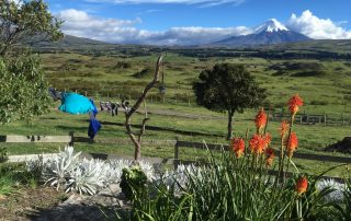 View of Cotopaxi volcano with orange flowers in the foreground and a lot of green area.