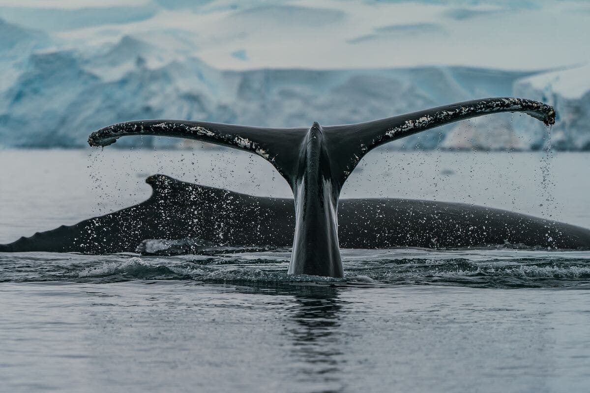 Whales in Antarctic