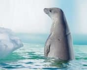 Wildlife in Antarctic